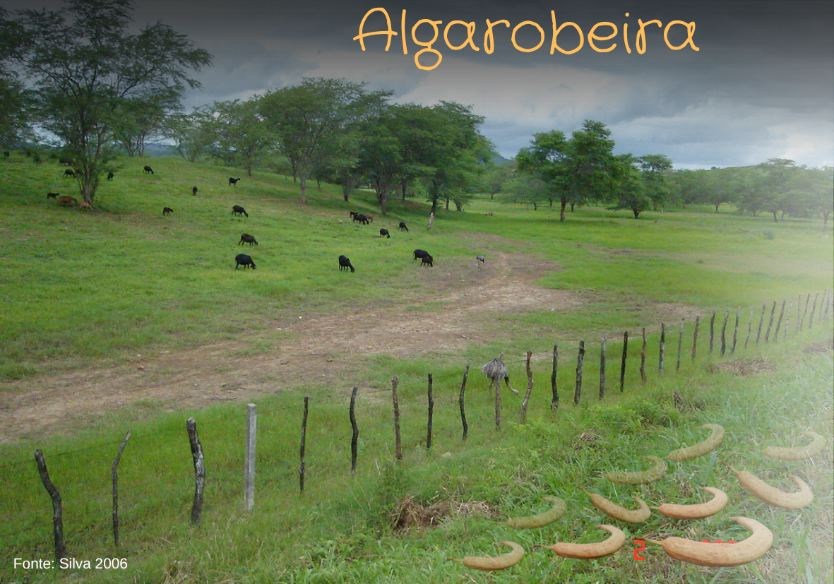 Algarobeira Campos de algarobais próximo ao município de região de Riachão do Bacamarte na Paraíba.