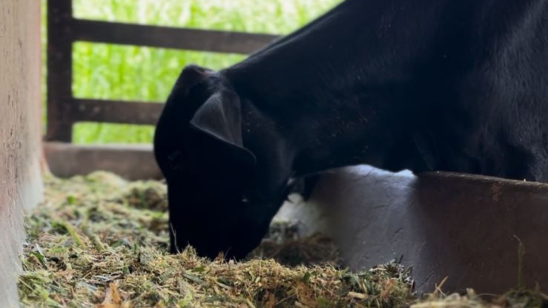 Leilão público da UFPB vai movimentar venda de 50 bovinos em Areia, no dia 31 de agosto Leilão público da UFPB vai movimentar venda de 50 bovinos em Areia, no dia 31 de agosto