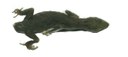 A lagartixa Cnemaspis amith passou 155 anos “engavetada” até ser descrita em 2007. Foto: Divulgação