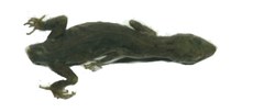 A lagartixa Cnemaspis amith passou 155 anos “engavetada” até ser descrita em 2007. Foto: Divulgação