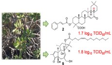 A partir da planta Stillingia loranthacea, substâncias podem atuar como um antiviral. Crédito: Divulgação
