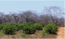 Resultados do estudo mostraram que integração intermediária entre homem e natureza produz mais água, energia e alimentos na caatinga. Foto: Helder Araujo/Reprodução