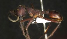 As formigas de correição mantêm a biodiversidade do meio ambiente através do controle das populações de insetos inferiores, por meio da predação. Foto: Carolina Nunes