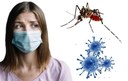 Em meio à pandemia do novo coronavírus, comitê científico vê com preocupação aumento de casos de Dengue e Chikungunya, doenças causadas pelo Aedes aegypti. Crédito: Reprodução/Jornal Cruzeiro/Autor Desconhecido