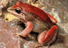 A Leptodactylus kilombo foi encontrada no município de Arraias, em Tocantins, próximo à comunidade quilombola Chapada dos Negros. O Brasil abriga a maior diversidade de anfíbios no mundo, com 1.130 espécies registradas. Crédito: Leandro Alves