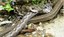 Pesquisadores da UFPB registram primeiro caso de canibalismo entre serpentes na caatinga