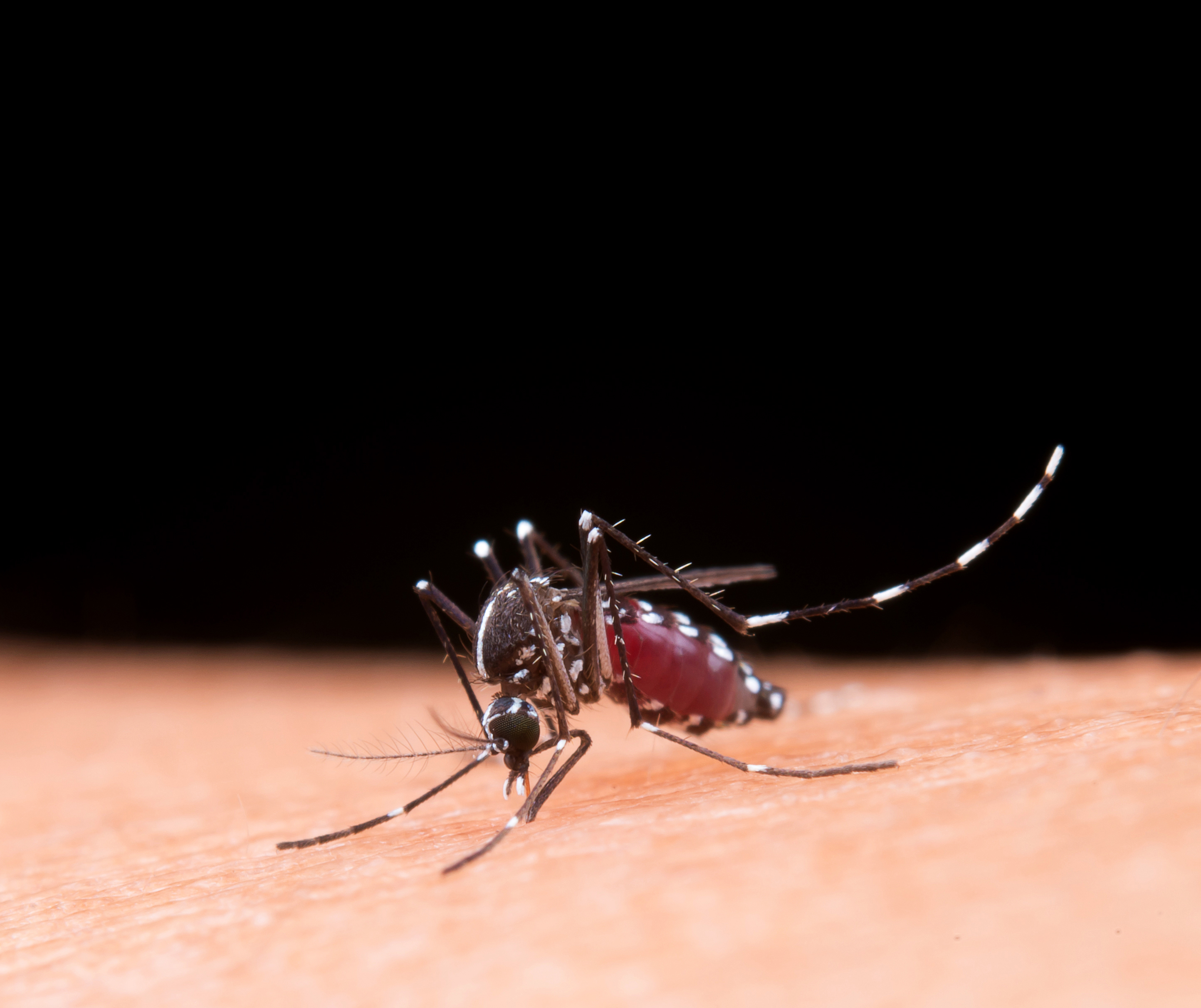 Das UFPB-Erweiterungsprojekt bietet Tipps zur Vorbeugung von Dengue-Fieber – UNIVERSIDADE FEDERAL DA PARAÍBA