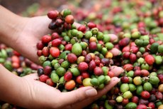 Experimentos com variedades de Coffea canephora, espécie de café originária da África Ocidental, poderão fundamentar plano para retomada da produção na região. Foto: Barbara Walton/European Pressphoto Agency