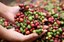 Projetos da UFPB revigoram cafeicultura no Brejo paraibano