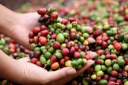 Experimentos com variedades de Coffea canephora, espécie de café originária da África Ocidental, poderão fundamentar plano para retomada da produção na região. Foto: Barbara Walton/European Pressphoto Agency