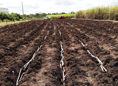 Pesquisadores da federal paraibana estão testando 19 variedades da cana-de-açúcar na região. Foto: Fábio Mielezrki