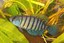 UFPB participa de pesquisa que revela 22 espécies de peixes das nuvens ameaçadas de extinção